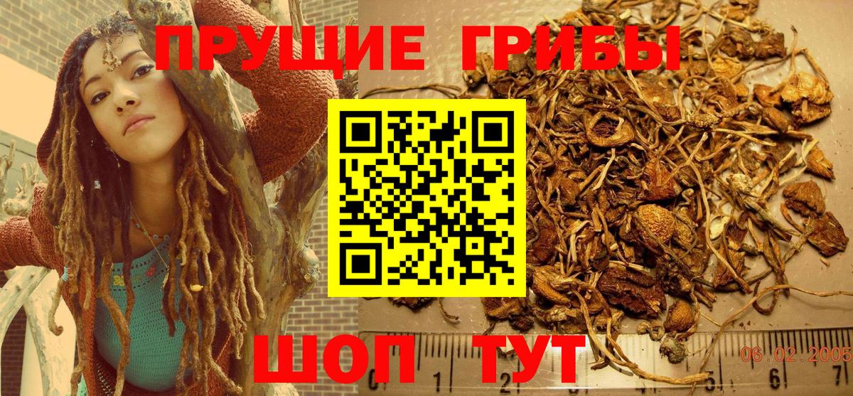 Псилоцибиновые грибы Cubensis Петрозаводск