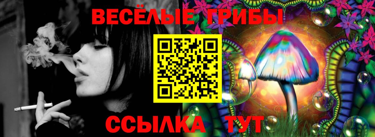 Петрозаводск  Псилоцибиновые грибы Psilocybine cubensis  Вход с VPN 